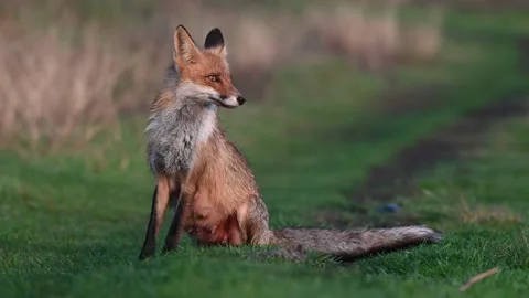 Red fox Vulpes vulpes. Fox in the sunset light on a beautiful background Stock-Footage 239375286