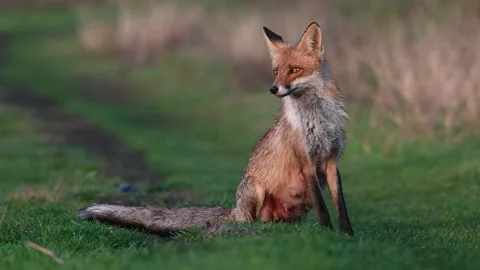 Red fox Vulpes vulpes. Fox in the sunset light on a beautiful background Stock-Footage 240770142