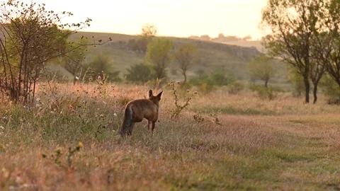 Red fox Vulpes vulpes. Fox cub in the sunset light on a beautiful background Video stock 248005607