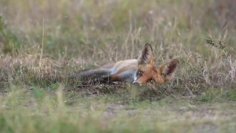 Red fox Vulpes vulpes. The fox is resting, lying in the grass Stock-Footage 250485860