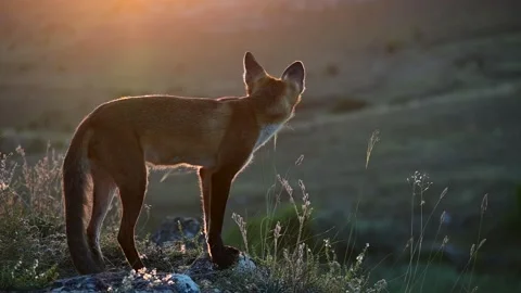Red fox Vulpes vulpes. Fox cub in the sunset light on a beautiful background Stock-Footage 293171544