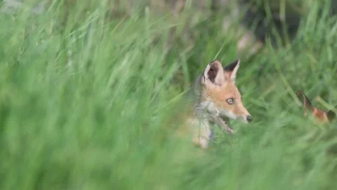 Red fox Vulpes vulpes. Foxes playing in a meadow. Wild young fox Stock-Footage 235734652