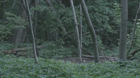 Red Fox (Vulpes vulpes) goes to the hole. Stock Footage 104577310