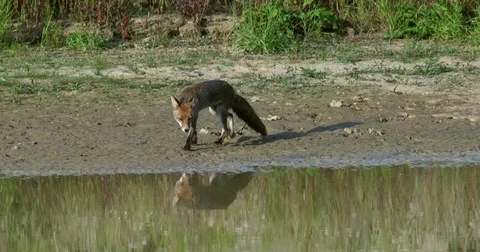 Red fox (vulpes vulpes) going to the waterhole - wildlife Stock Footage 81827808