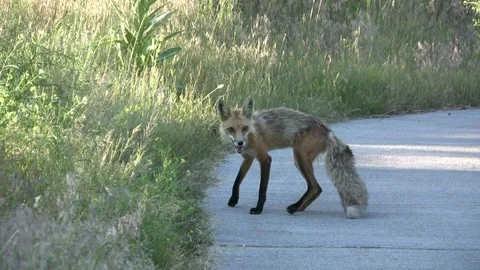 Red Fox (Vulpes vulpes) on Golf Course Path in Montana Stock Footage 89122300