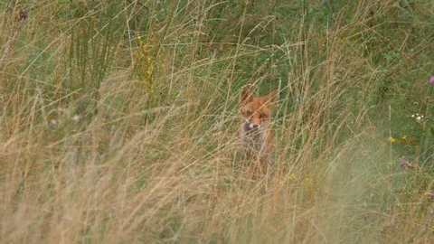 Red fox (Vulpes vulpes) in grass Stock Footage 79086019