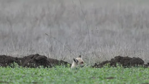Red fox (Vulpes vulpes) hides in the grass on a field and slowly walks away. Stock-Footage 306184426