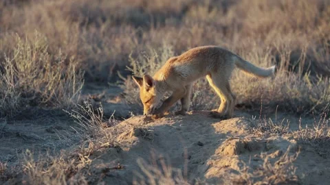 Red fox (Vulpes vulpes) juvenile playing near a den 库存影片 335581212
