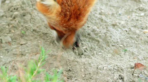 Red fox (Vulpes vulpes), largest of true foxes Stock Footage 68737770
