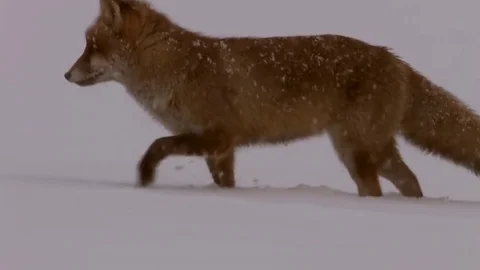 Red fox (vulpes vulpes) looking for prey in strong snowfall - wildlife Stock Footage 82108810