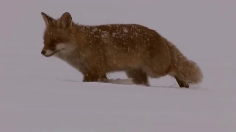 Red fox (vulpes vulpes) looking for prey in strong snowfall - wildlife Stock Footage 82108815