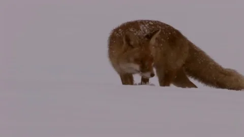 Red fox (vulpes vulpes) looking for prey in strong snowfall - wildlife Stock Footage 82108816