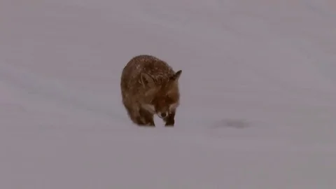 Red fox (vulpes vulpes) looking for prey in strong snowfall - wildlife Stock Footage 82108817
