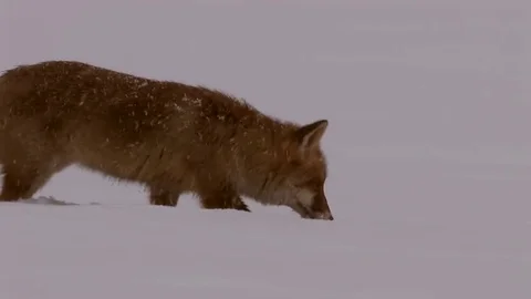 Red fox (vulpes vulpes) looking for prey in strong snowfall - wildlife Stock Footage 82108819