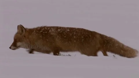 Red fox (vulpes vulpes) looking for prey in strong snowfall - wildlife Stock Footage 82108822
