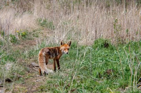Red Fox (Vulpes vulpes) Looking Back On Woodland Trail. Wildlife Scene Stock Photos