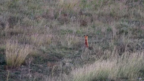 Red fox Vulpes vulpes on nature background Stock Footage 221786989