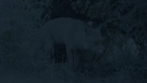 Red Fox (Vulpes vulpes) at night Stock Footage 315776324