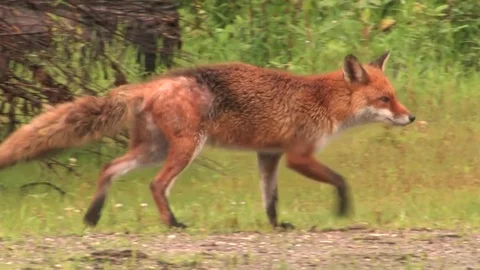 Red fox (vulpes vulpes) passed near - wildlife - HD stock video Stock Footage 81823691