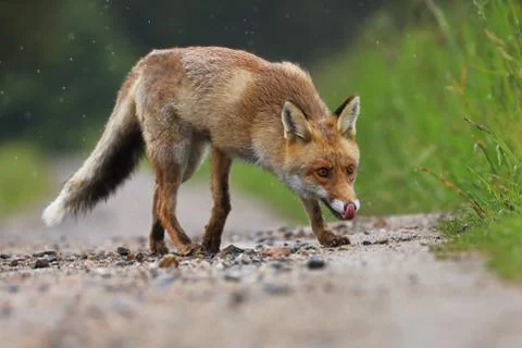 Red fox, Vulpes vulpes, on path in meadow. Hungry beast sniffs about prey. Stock Photos