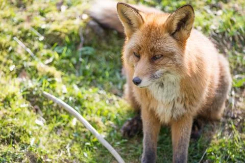 Red fox, Vulpes vulpes Stock Photos