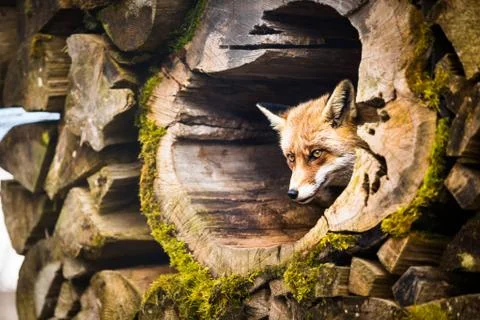 Red Fox (Vulpes vulpes) Stock-Fotos