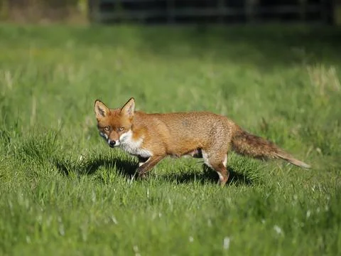 Red fox, Vulpes vulpes Foto stock