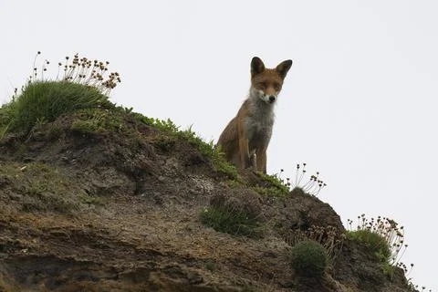 Red Fox-Vulpes vulpes. Stock Photos