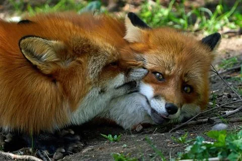 Red fox (Vulpes vulpes) Stock Photos