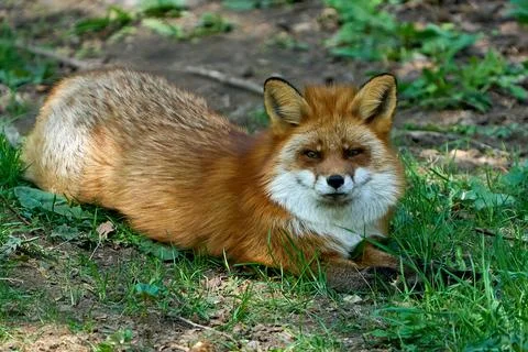 Red fox (Vulpes vulpes) Stock Photos