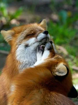Red fox (Vulpes vulpes) Stock Photos