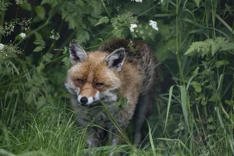 The Red Fox (Vulpes vulpes). Stock Photos