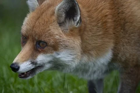 The Red Fox (Vulpes vulpes). Stock Photos