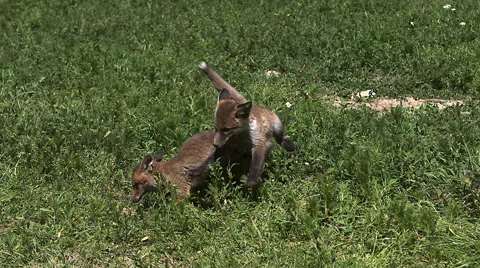 Red Fox, vulpes vulpes, Pups playing on Grass, Normandy in France, Slow Motion Stock Footage