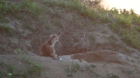 Red fox Vulpes vulpes. A red fox puppy next to a burrow Stock-Footage 234215711