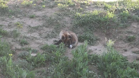 Red fox Vulpes vulpes. A red fox puppy next to a burrow Stock-Footage 236506357