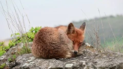 Red Fox Vulpes vulpes Resting in the Wild Stock-Footage 317314027