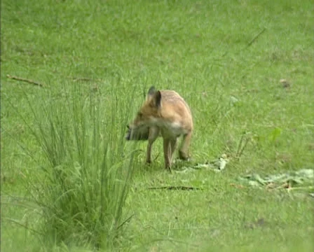 Red fox (vulpes vulpes) roaming in field Stock Footage 22782534