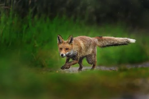 Red fox, Vulpes vulpes, running on green meadow and splashing water around Stock Photos