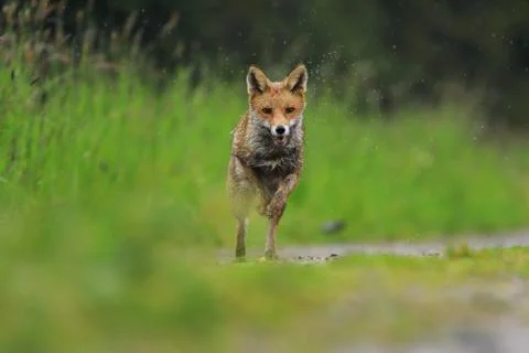 Red fox, Vulpes vulpes, running on green meadow and splashing water around Stock Photos