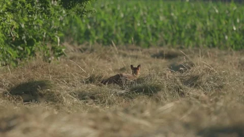 Red fox (vulpes vulpes) sets off hunting in a meadow during day Stock Footage 338986230