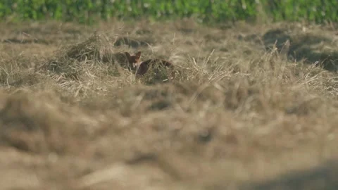 Red fox (vulpes vulpes) sets off hunting in a meadow during day Stock Footage 338986279