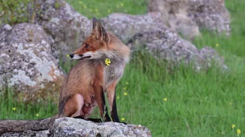Red Fox Vulpes vulpes sitting on a rock in a meadow, looking around. Stock-Footage 317314137
