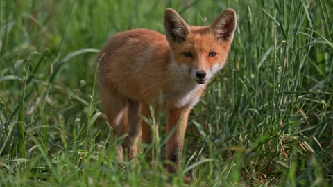 Red fox, vulpes vulpes. Small young red fox cub portrait in the wild.  Video stock 310548478