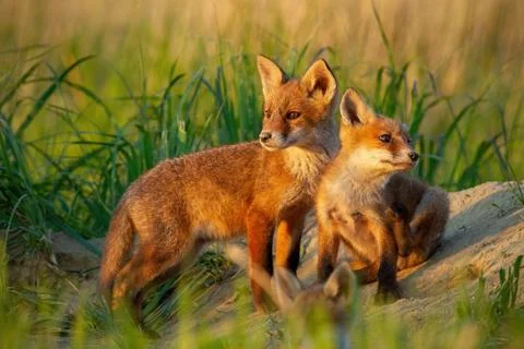 Red fox, vulpes vulpes, small young cubs near den curiously weatching around. Stock Photos