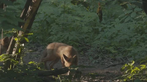 Red Fox (Vulpes vulpes) sniffs. Stock Footage 104667794