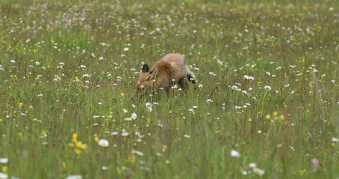 Red fox, Vulpes vulpes, sniffs about feed in flowered meadow. Spring in nature Stock Footage 135417523
