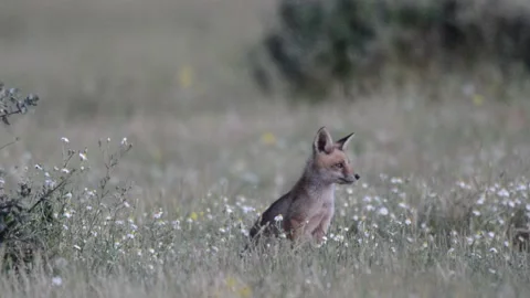 Red fox, Vulpes vulpes, Spain Stock Footage 234460331