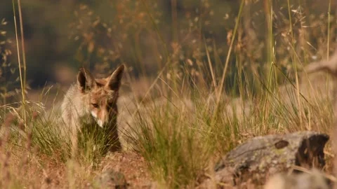 Red fox, Vulpes vulpes, Spain Stock Footage 234460349