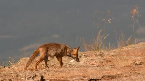 Red fox, Vulpes vulpes, Spain Stock Footage 234460364